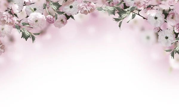 Sfondo fiori con sorprendente sakura primavera — Foto Stock