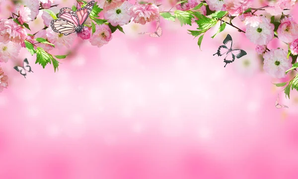 Blumen Hintergrund mit erstaunlichen Frühling Sakura — Stockfoto