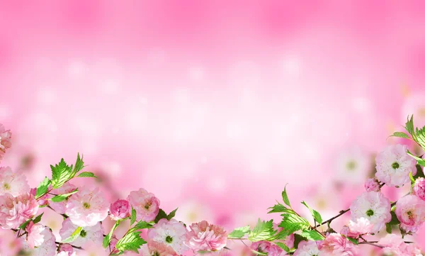 Blumen Hintergrund mit erstaunlichen Frühling Sakura — Stockfoto