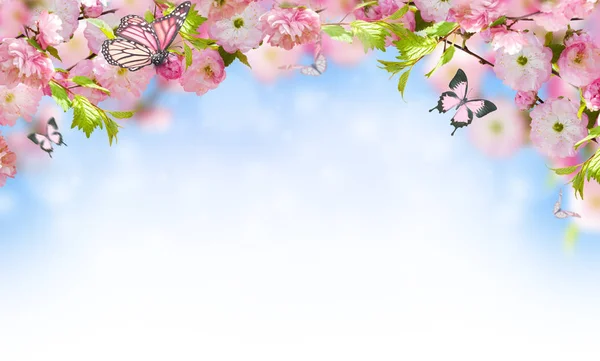 Fond de fleurs avec sakura printemps incroyable — Photo