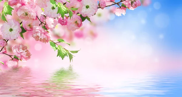 Λουλούδια φόντο με καταπληκτική άνοιξη sakura — Φωτογραφία Αρχείου