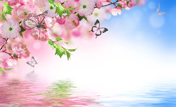 素晴らしい春桜の花の背景 — ストック写真