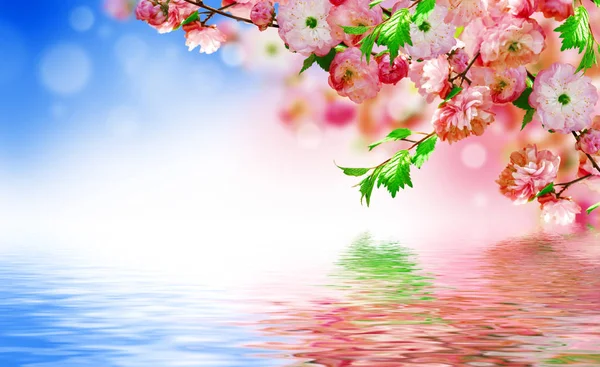 Flores fundo com incrível primavera sakura — Fotografia de Stock