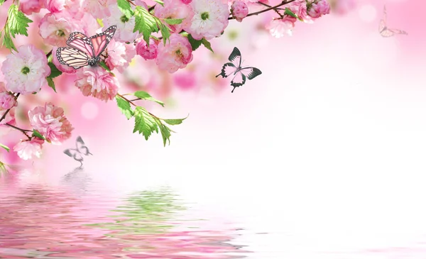 Sfondo fiori con sorprendente sakura primavera — Foto Stock