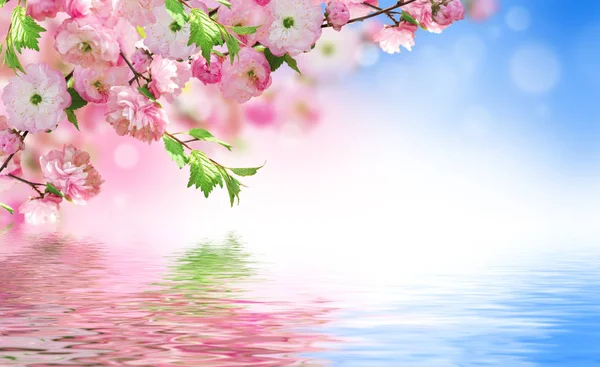 놀라운 봄 사쿠라와 꽃 배경 — 스톡 사진