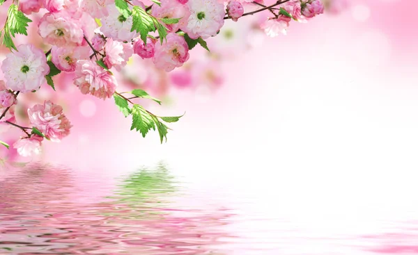 Flores fundo com incrível primavera sakura — Fotografia de Stock