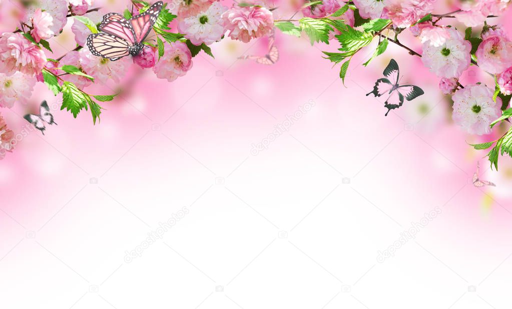 Flowers background with amazing spring sakura