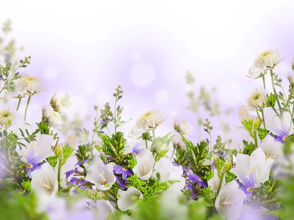 Erstaunliche Feldglocken und Gänseblümchen — Stockfoto