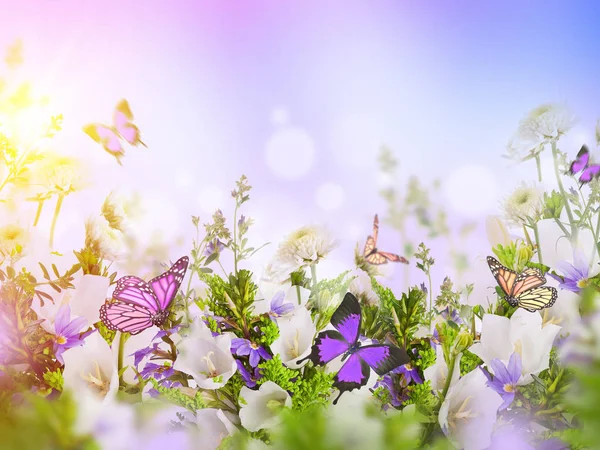 Amazing field bells and daisies — Stock Photo, Image