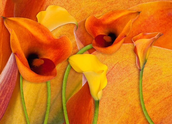 Incroyables callas sur un fond gris avec des papillons — Photo