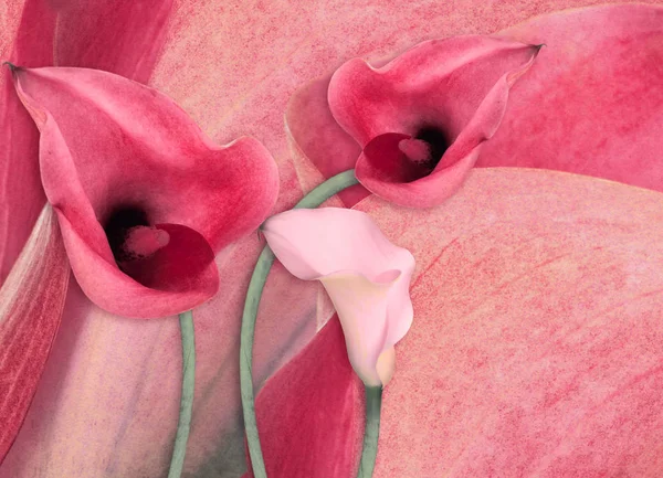 Incroyables callas sur un fond gris avec des papillons — Photo