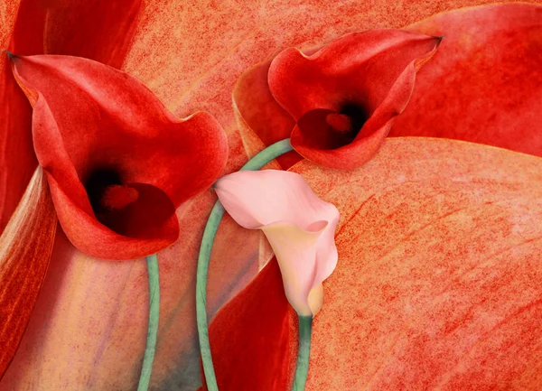 Erstaunliche Callas auf grauem Hintergrund mit Schmetterlingen — Stockfoto