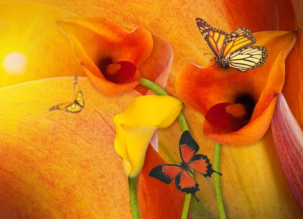 Amazing callas on a gray background with butterflies — Stock Photo, Image