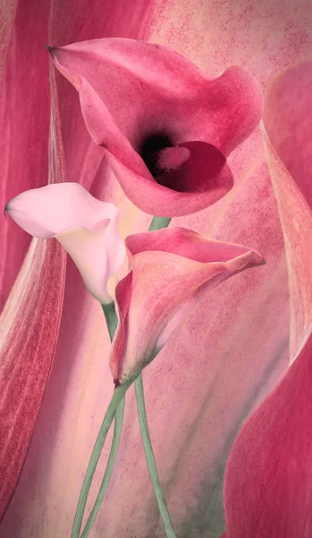 Incroyables callas sur un fond gris avec des papillons — Photo