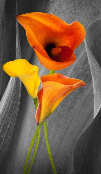 Increíbles callas sobre un fondo gris con mariposas — Foto de Stock