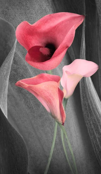 Incroyables callas sur un fond gris avec des papillons — Photo