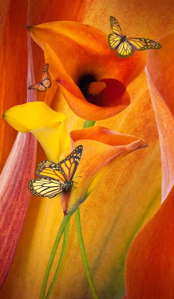 Erstaunliche Callas auf grauem Hintergrund mit Schmetterlingen — Stockfoto