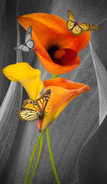 Erstaunliche Callas auf grauem Hintergrund mit Schmetterlingen — Stockfoto