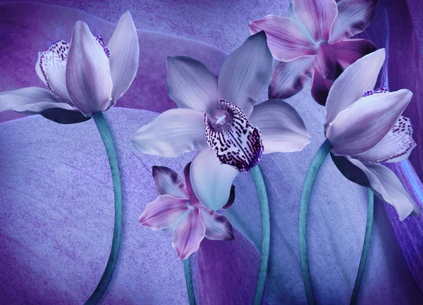 Blommig bakgrund av orkidéer — Stockfoto