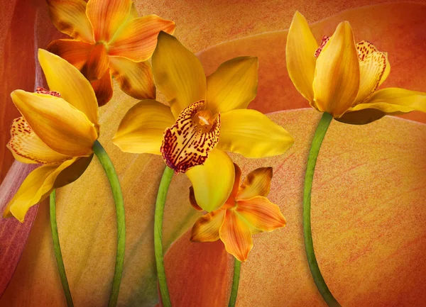 Floraler Hintergrund der Orchideen — Stockfoto