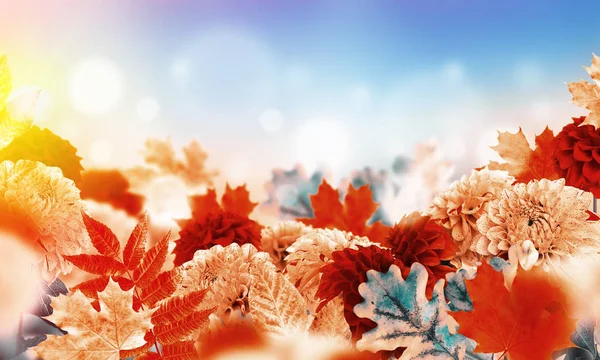 Flores y hojas de otoño —  Fotos de Stock