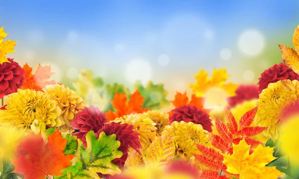 Autumn flowers and leaves — Stock Photo, Image