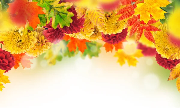 Rama z jesiennych kwiatów i liści — Zdjęcie stockowe
