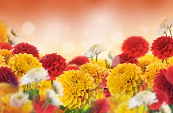 Tarjeta de felicitación con crisantemos — Foto de Stock