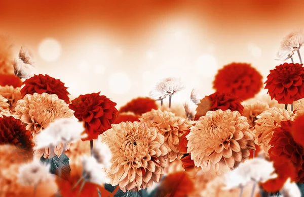 Greeting card with chrysanthemums — Stock Photo, Image