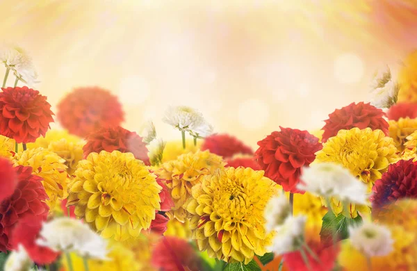 Greeting card with chrysanthemums — Stock Photo, Image