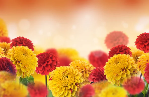 Biglietto di auguri con crisantemi — Foto Stock
