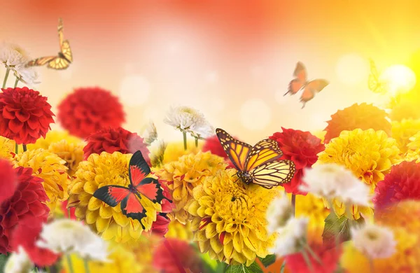 Crisantemi e farfalle volanti — Foto Stock