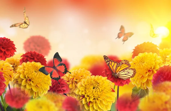 菊花和飞行的蝴蝶 — 图库照片