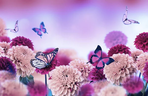 Couleur chrysanthèmes et papillons — Photo