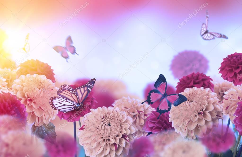 color chrysanthemums and butterflies