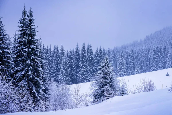 Noel kış manzara, Ladin ve çam ağaçları karla kaplı