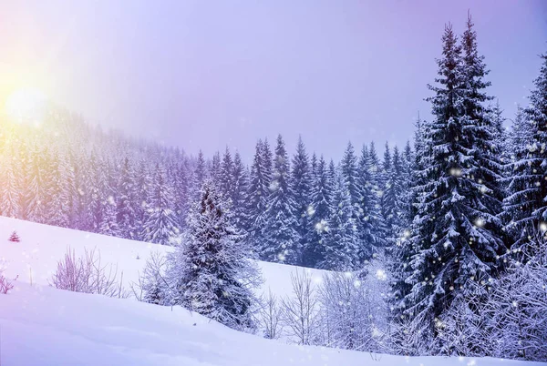 雪に覆われたクリスマス冬の風景、トウヒや松の木 — ストック写真