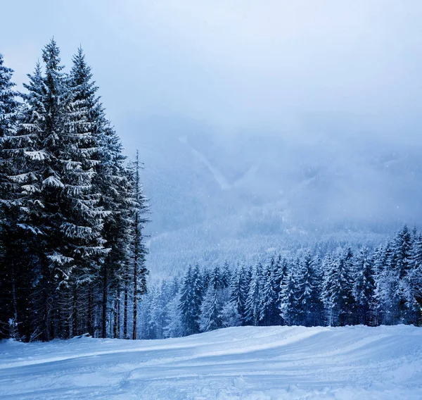 Рождественский зимний пейзаж, ель и сосны, покрытые снегом — стоковое фото