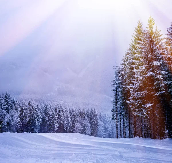 Noel kış manzara, Ladin ve çam ağaçları karla kaplı