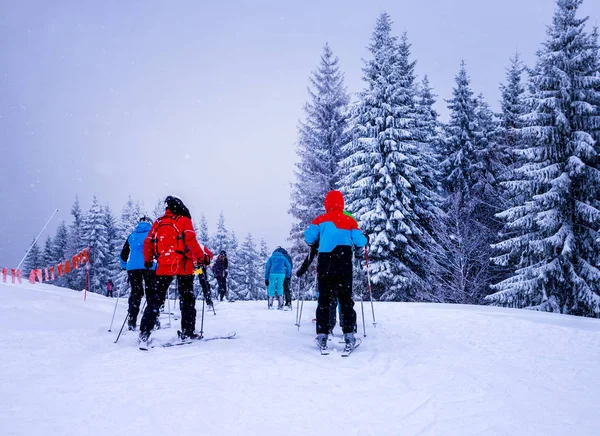 Noel kış manzara, Ladin ve çam ağaçları karla kaplı