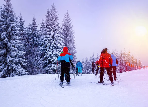 Noel kış manzara, Ladin ve çam ağaçları karla kaplı