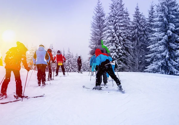 Noel kış manzara, Ladin ve çam ağaçları karla kaplı