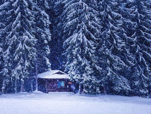 Kerst winter landschap, spar en dennen bomen bedekt met sneeuw — Stockfoto