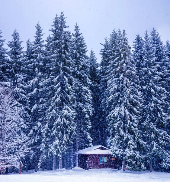 Christmas winter landscape, spruce and pine trees covered in snow — Stock Photo, Image