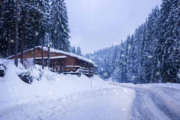Noel kış manzara, Ladin ve çam ağaçları karla kaplı