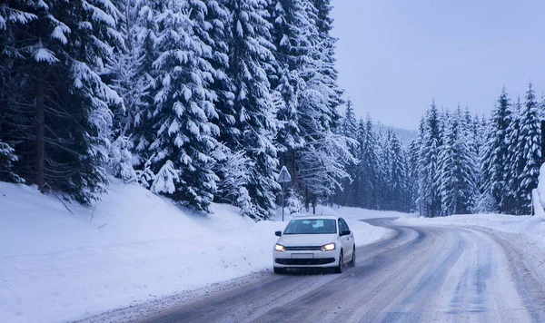 Noel kış manzara, Ladin ve çam ağaçları karla kaplı