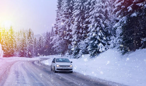 Noel kış manzara, Ladin ve çam ağaçları karla kaplı