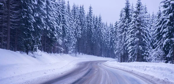 Noel kış manzara, Ladin ve çam ağaçları karla kaplı