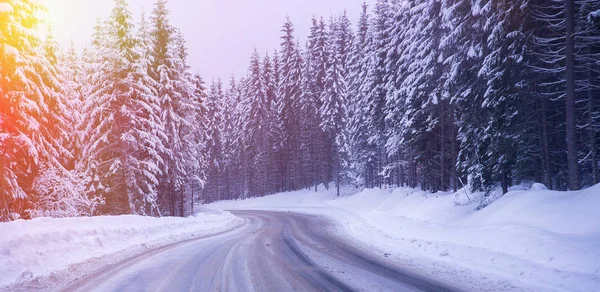 Noel kış manzara, Ladin ve çam ağaçları karla kaplı