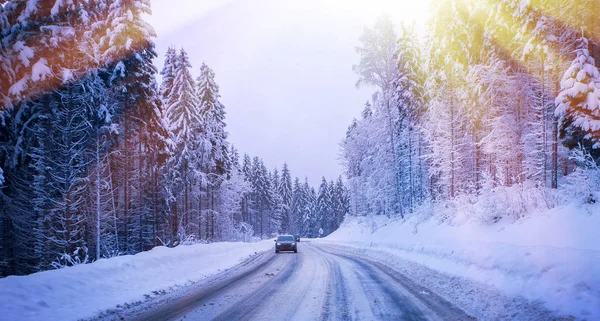 Noel kış manzara, Ladin ve çam ağaçları karla kaplı